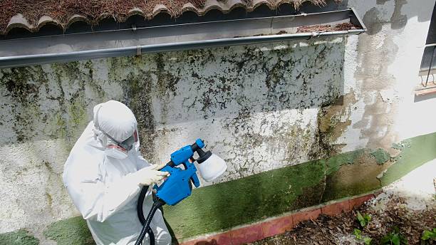 Trusted Mold Remediation service in University Place, WA - Cheap Mold Removal